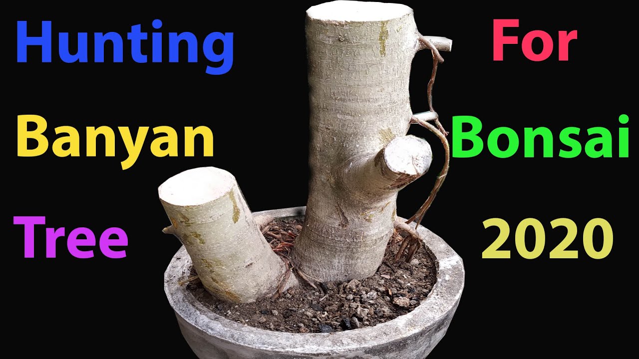 Hunting Banyan Tree For Bonsai Part 1...... 2020