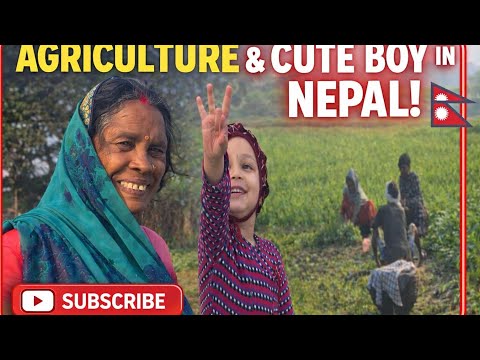 Agriculture life of Terai ..||Tharu aama sanga ko ramilo guff ..