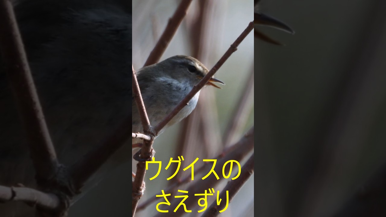 ウグイスのさえずり#うぐいす#ウグイス - YouTube