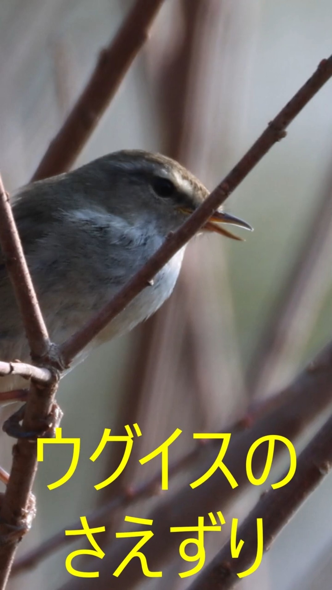 ウグイスのさえずり#うぐいす#ウグイス - YouTube