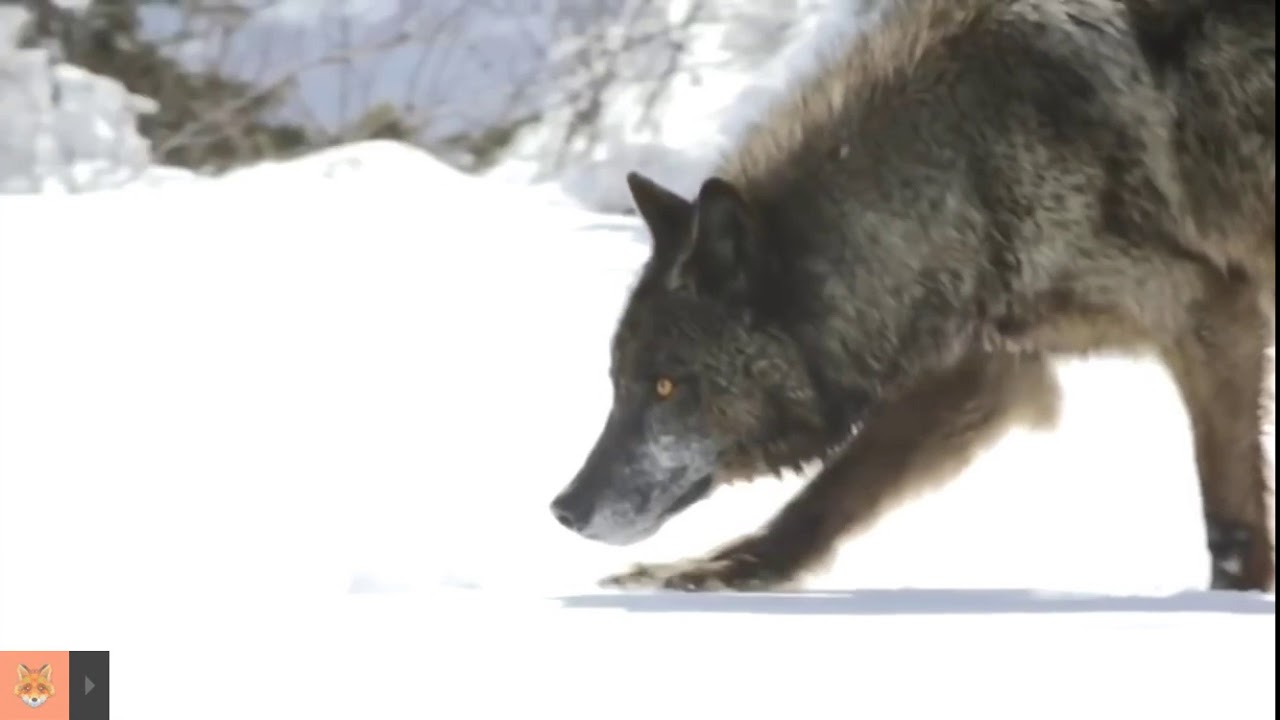 Охота волка - YouTube