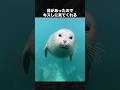 目と目があったらキスしてくれるアザラシ #アザラシ #あざらし #動物