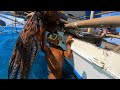 Octopus and Cuttlefish hunting | Catch & Sell