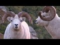 Wild Sheep Foundation Presents: The Monarch of the Mountains Part 3