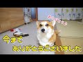 コーギーと仲間たちを応援してくださった方々へ