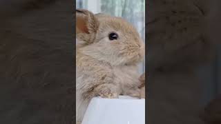 😍 Cutest Rabbit Moments That Will Melt Your Heart! 🐇 Must See Pet Animals Compilation 😱