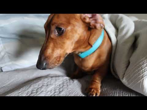 Sleepy dachshund didn't want to wake up so I tried tickling his foot