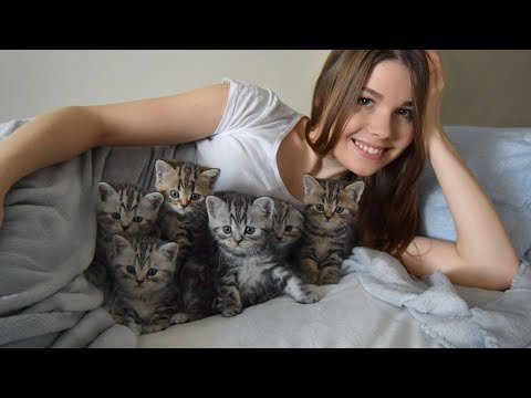 Как проходит день, когда у тебя питомник шотландских котиков. Day with scottish сats