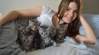 Как проходит день, когда у тебя питомник шотландских котиков. Day with scottish сats Как проходит день, когда у тебя питомник шотландских котиков. Day with scottish сats