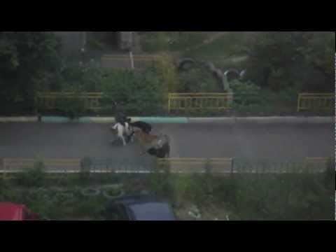 Собачья свадьба