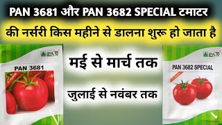 Pan 3681 Tomato Pan 3682 Special Tamatar Ki Nursery Barish Thandi Sardi Pratapgarh Blogs ?