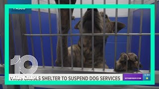 Pasco Animal Services suspends dog adoptions, other services due to highly contagious virus