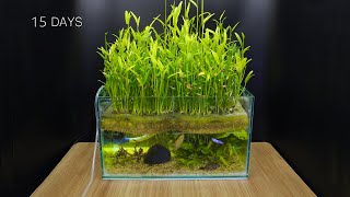 Growing Water Spinach In Fish Tank - Time Lapse 15 Days