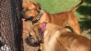 Boerboel’s Making Friends #boerboel #dogs