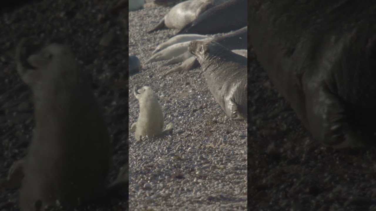 Ein Robbenbaby ganz allein – ohne Mutter, ohne Schutz. 