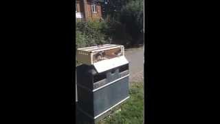 The first training with my 4 yb racing pigeons