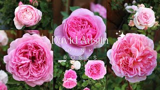 David Austin Pink Roses | Alnwick | Olivia | Abraham Darby | Boscobel | Princess Alexandra of Kent