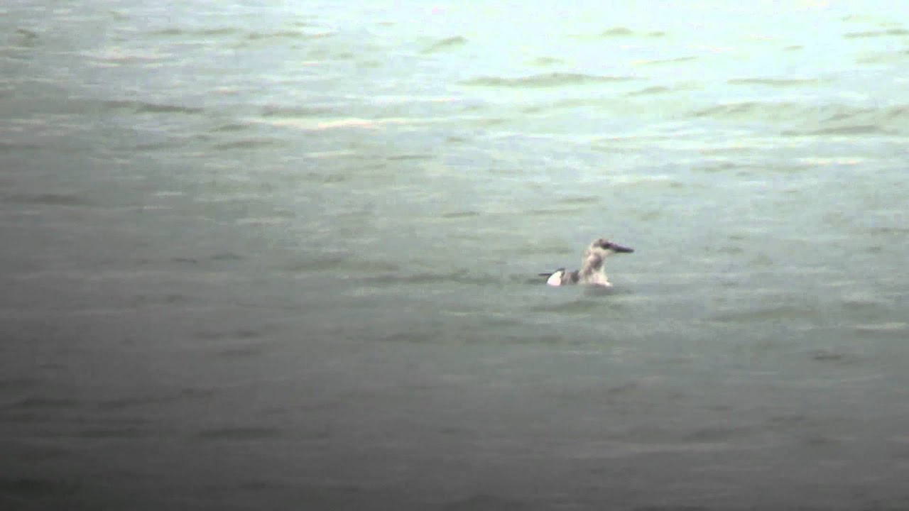 Zwarte zeekoet Black Guillemot Brouwersdam Then Netherlands Luuk Punt