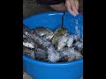 Single mother and baby - catching giant fish and making dried fish #Singlemomlife #videocatchfish #v