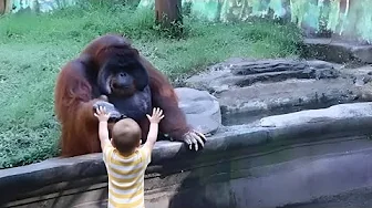 Orangutan Extended His Hand To The Baby But When The Baby Raises His Hands The Unexpected Happened