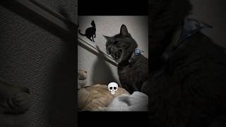 Cuman anjing yg bisa lindungi majikannya 💀 #meme #kucing #anjing