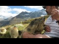 Murmeltiere / marmotte Saas Fee