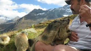Murmeltiere / marmotte Saas Fee