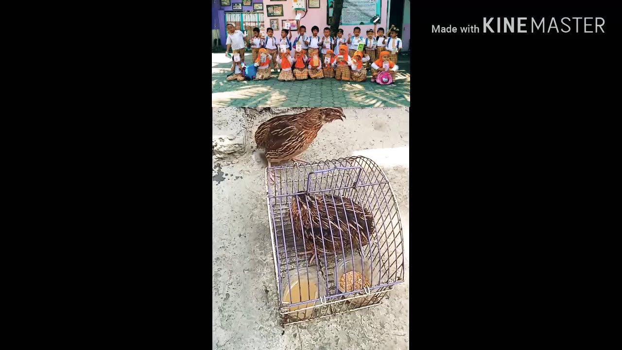 Burung puyuh manut 