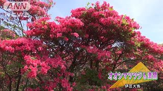 伊豆大島で“つつじ祭り”　大輪で色鮮やかに(18/05/12)