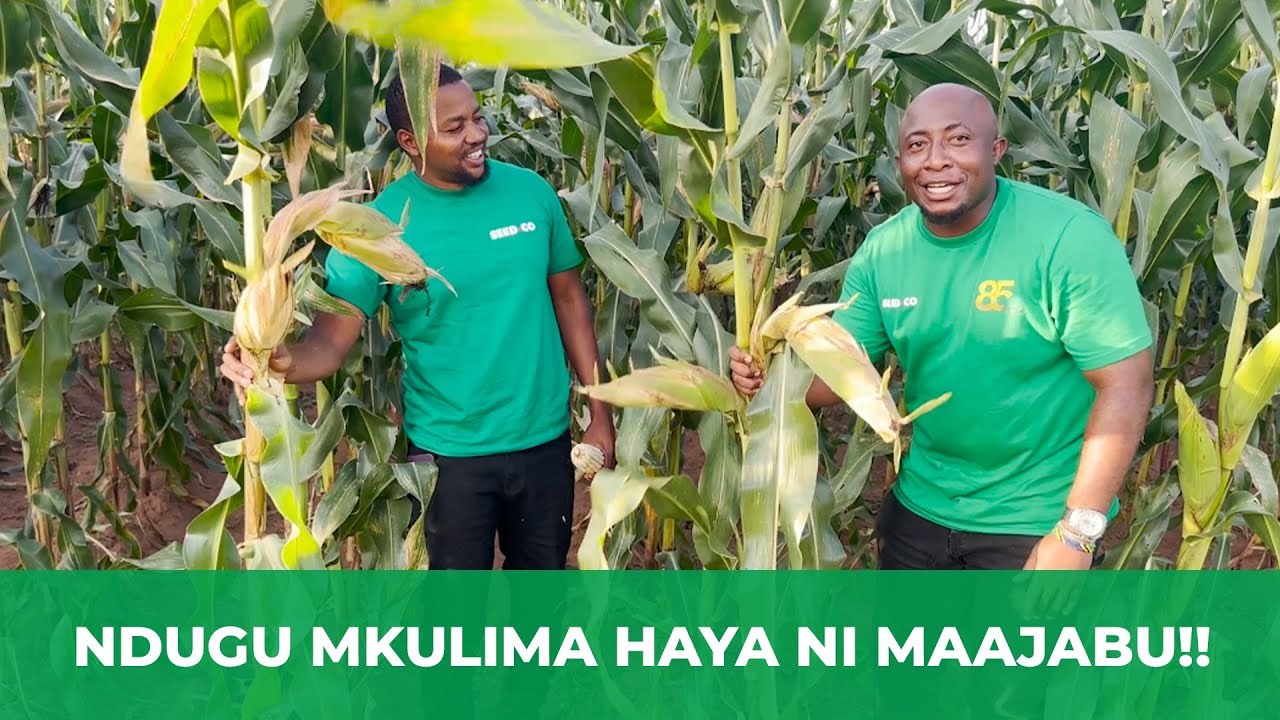 Mavuno Bora huanza na Mbegu Bora Kutoka Seed Co pekee