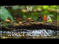 Insect serenade  calm your mind with 4k macro film  relax piano music  fireplace sounds  60