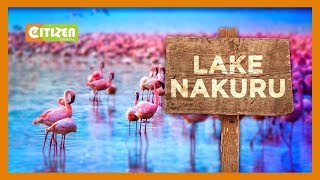 Видео Lake Nakuru National Park records low numbers this Easter от Kenya CitizenTV, Накуру, Кения