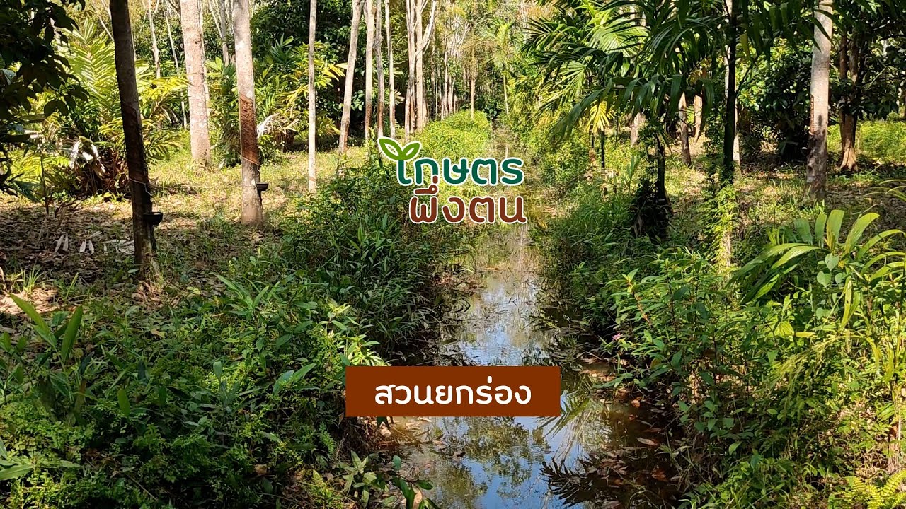 เกษตรพึ่งตน : สวนยกร่อง