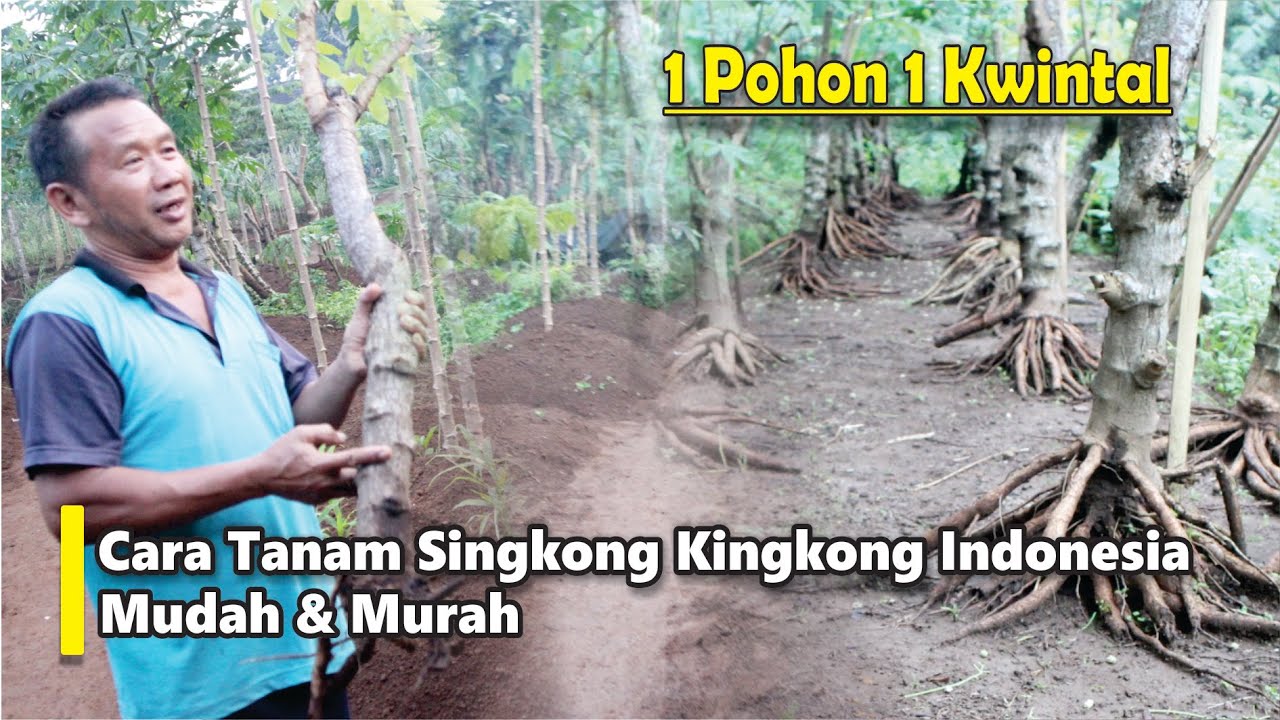 Cara Menanam Singkong Kingkong Indonesia Ternyata Mudah, Murah & Hasil
