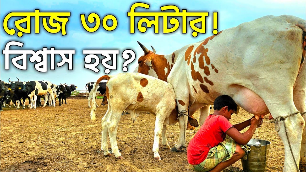 শাহজাদপুরে বিশাল গরুর বাথান ।। রাখালদের জীবনের গল্প ।। গরুর খামার ।। Rubel On Tour ।।