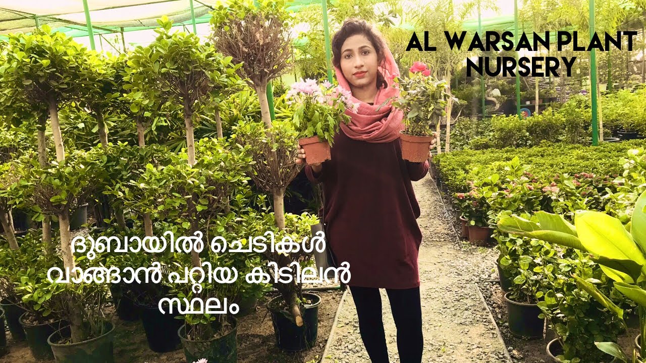 PLANT NURSERY DUBAI AL WARSAN INDOOR AND OUTDOOR PLANTS RASHIDA
