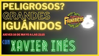 EXPERTO en IGUANAS | Las más GRANDES, manetnimiento y cría