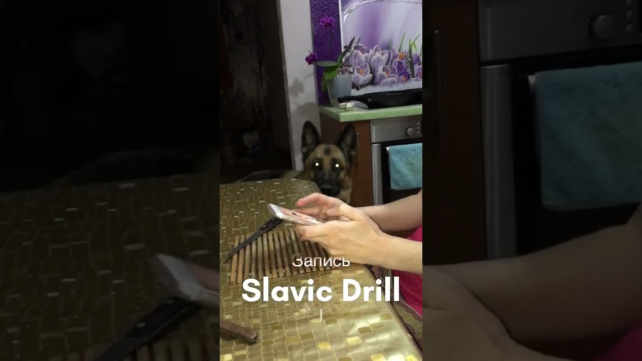 Славянский Drill/Trap. Немецкая овчарка поёт читает рэп |Slavic Drill/Trap. German shepherd Rap Flow