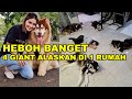 RIBETNYA PIARA 4 EKOR GIANT ALASKAN MALAMUTE DALAM 1 RUMAH - Chloe’s Malamute Family