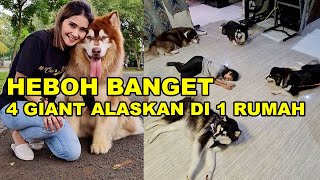 RIBETNYA PIARA 4 EKOR GIANT ALASKAN MALAMUTE DALAM 1 RUMAH - Chloe’s Malamute Family