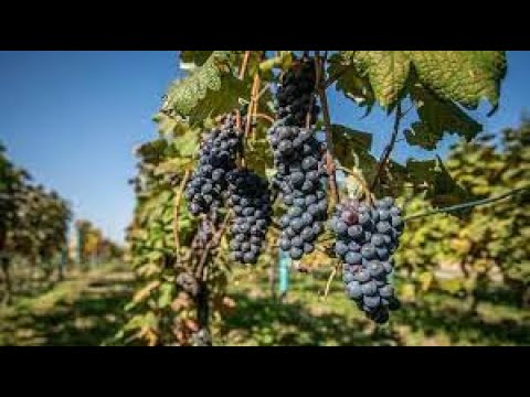 Сбор винограда (Ртвели)все стремятся поучаствовать в этом празднике