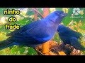 O ninho do pássaro azul