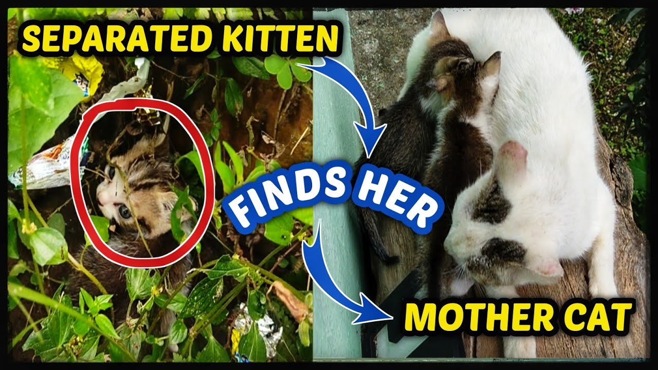 Separated Kitten Finds Her Mother Cat! YouTube