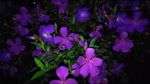 Hoa Sim tím ở thành phố Đà Lạt.