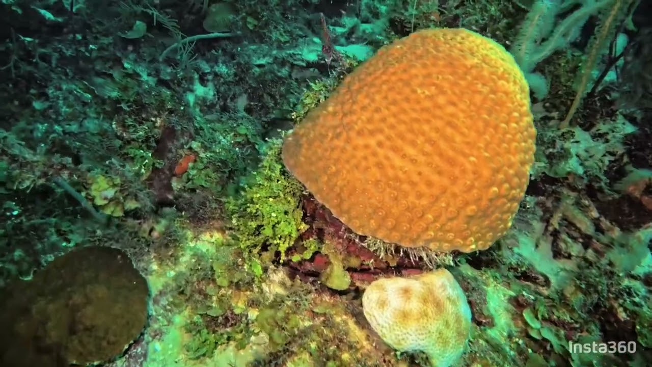 Laughing Bird Caye, Belize