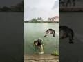 Trẻ trâu bơi nhầm ao có cá sấu và cái kết #challenge #funny