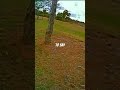 30ms latency? Skyzone 04xPro- not mine lol #fpv