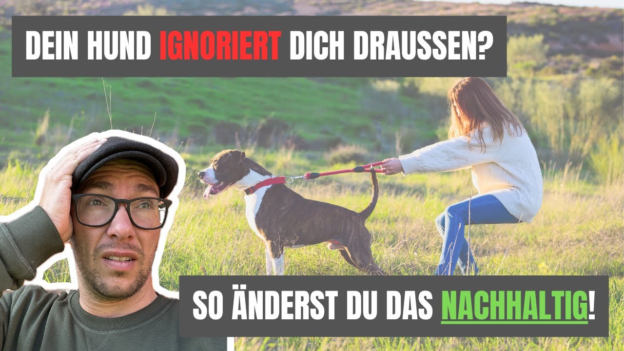 Hund Orientiert Sich Nicht An Mir