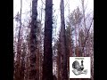 весна 15-го из архива , домашний ток