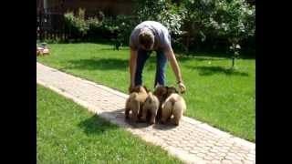 Щенки От Пары Lo-Repepperland Troubadour И Coco Сhanel Los Perros De Bigo